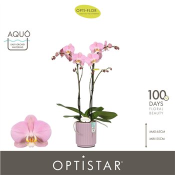 Orhideja Phalaenopsis anthura padova Optistar Padova 2 spike in Molise Lilac Aquo15 fl  stems plnt 60cm 12cm Q3221