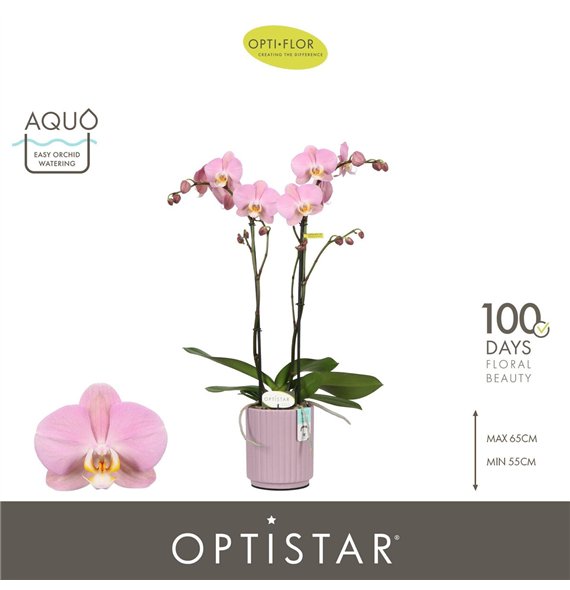Orhideja Phalaenopsis anthura padova Optistar Padova 2 spike in Molise Lilac Aquo15 fl  stems plnt 60cm 12cm Q3221