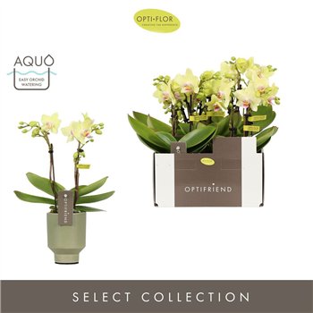 Orhideja Phalaenopsis multiflora geel Optifriend Lena 3 spike in Emilia Green Aquo15 fl  stems plnt 25cm 7cm Q3222