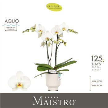 Orhideja Phalaenopsis wit Maistro Beethoven 2 spike 60 cm in Emilia White Aquo 18 fl  stems plnt 60cm 12cm Q3225