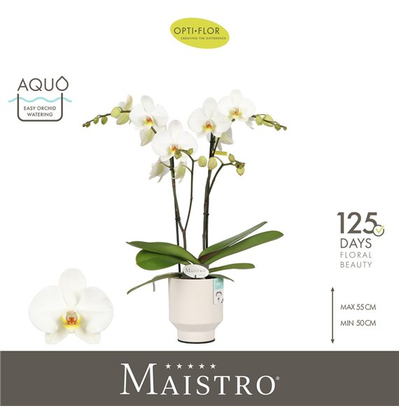 Orhideja Phalaenopsis wit Maistro Beethoven 2 spike 60 cm in Emilia White Aquo 18 fl  stems plnt 60cm 12cm Q3225
