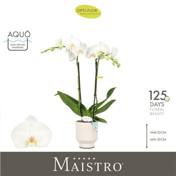 Orhideja Phalaenopsis wit Maistro Mozart 2 spike 50 cm in Emilia White Aquo 18 fl  stems plnt 50cm 12cm Q3227