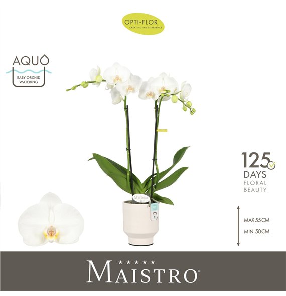 Orhideja Phalaenopsis wit Maistro Mozart 2 spike 50 cm in Emilia White Aquo 18 fl  stems plnt 50cm 12cm Q3227