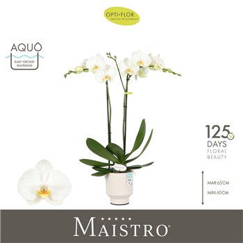 Orhideja Phalaenopsis wit Maistro Bach 2 spike 60 cm in Emilia White Aquo 18 fl  stems plnt 60cm 12cm Q3229