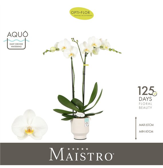 Orhideja Phalaenopsis wit Maistro Bach 2 spike 60 cm in Emilia White Aquo 18 fl  stems plnt 60cm 12cm Q3229