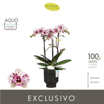 Orhideja Phalaenopsis multiflora Exclusivo Athena 3 spike in Emilia Brown Aquo25 fl  stems plnt 2000 gram 45cm 12cm Q3239