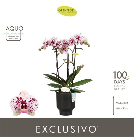 Orhideja Phalaenopsis multiflora Exclusivo Athena 3 spike in Emilia Brown Aquo25 fl  stems plnt 2000 gram 45cm 12cm Q3239