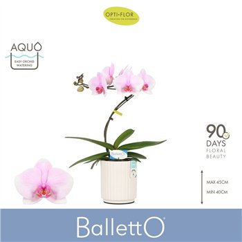 Orhideja Phalaenopsis roze Balletto Curl 1 spike in Molise White Aquo 9 fl  stems plnt 2000 gram 45cm 12cm Q3241