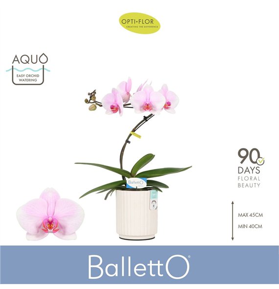 Orhideja Phalaenopsis roze Balletto Curl 1 spike in Molise White Aquo 9 fl  stems plnt 2000 gram 45cm 12cm Q3241