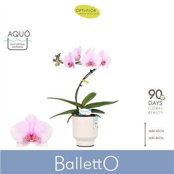 Orhideja Phalaenopsis roze Balletto Curl 1 spike in Emilia White Aquo 9 fl  stems plnt 2000 gram 45cm 12cm Q3242