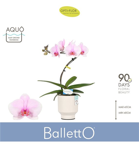 Orhideja Phalaenopsis roze Balletto Curl 1 spike in Emilia White Aquo 9 fl  stems plnt 2000 gram 45cm 12cm Q3242