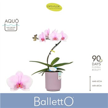 Orhideja Phalaenopsis roze Balletto Curl 1 spike in Molise Lilac Aquo9 fl  stems plnt 2000 gram 45cm 12cm Q3243