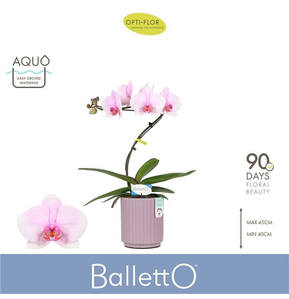 Orhideja Phalaenopsis roze Balletto Curl 1 spike in Molise Lilac Aquo9 fl  stems plnt 2000 gram 45cm 12cm Q3243