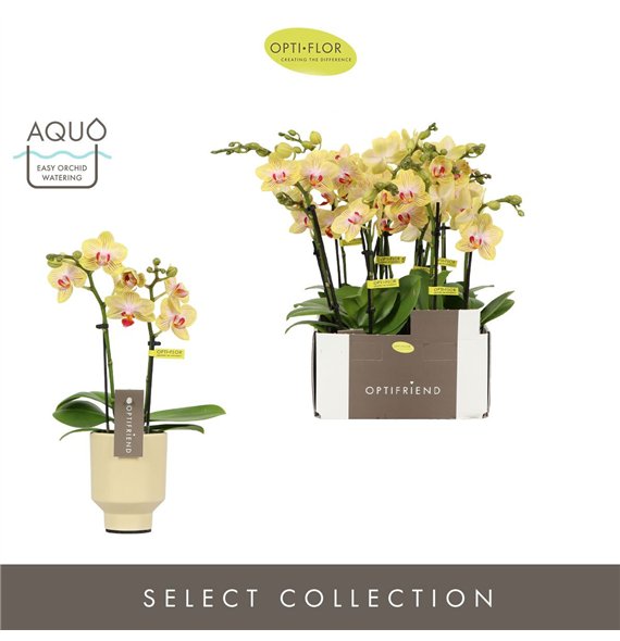 Orhideja Phalaenopsis multiflora geel Optifriend Stella 2 spike in Emilia Sand Aquo10 fl  stems plnt 25cm 7cm Q3248