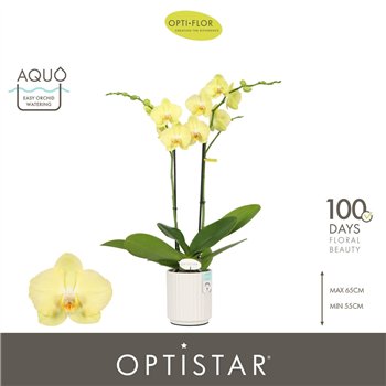 Orhideja Phalaenopsis anthura ferrara Optistar Ferrara 2 spike in Molise White Aquo 15 fl  stems plnt 60cm 12cm Q3255