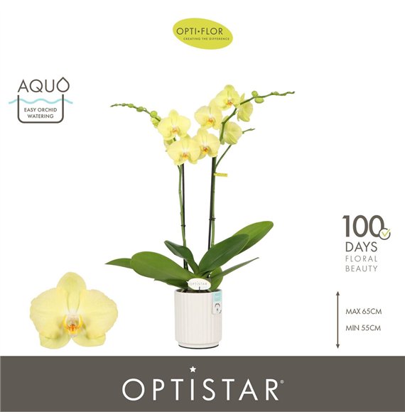 Orhideja Phalaenopsis anthura ferrara Optistar Ferrara 2 spike in Molise White Aquo 15 fl  stems plnt 60cm 12cm Q3255