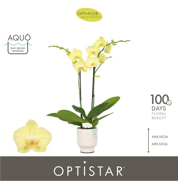 Orhideja Phalaenopsis anthura ferrara Optistar Ferrara 2 spike in Emilia White Aquo 15 fl  stems plnt 60cm 12cm Q3256