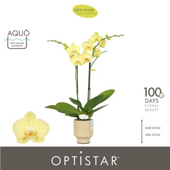 Orhideja Phalaenopsis anthura ferrara Optistar Ferrara 2 spike in Emilia Sand Aquo 15 fl  stems plnt 60cm 12cm Q3257