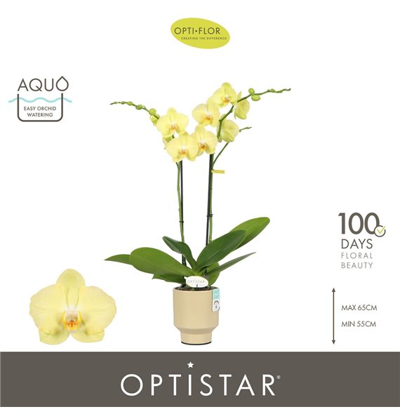 Orhideja Phalaenopsis anthura ferrara Optistar Ferrara 2 spike in Emilia Sand Aquo 15 fl  stems plnt 60cm 12cm Q3257
