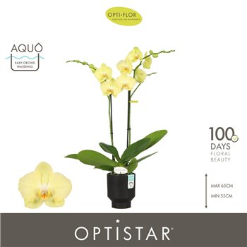 Orhideja Phalaenopsis anthura ferrara Optistar Ferrara 2 spike in Emilia Brown Aquo 15 fl  stems plnt 60cm 12cm Q3258