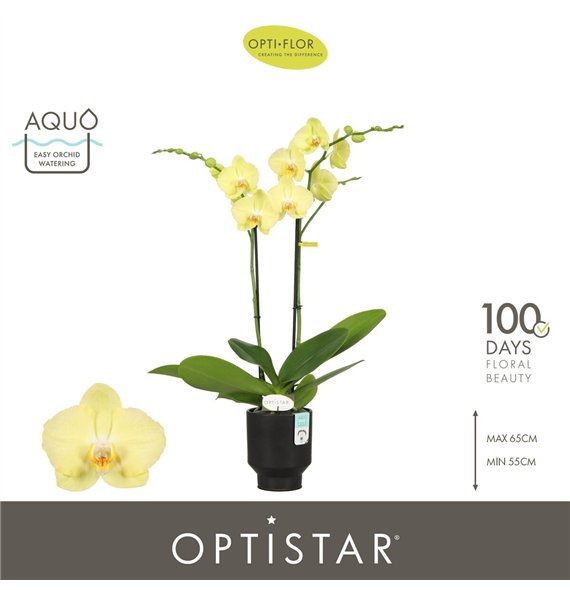 Orhideja Phalaenopsis anthura ferrara Optistar Ferrara 2 spike in Emilia Brown Aquo 15 fl  stems plnt 60cm 12cm Q3258