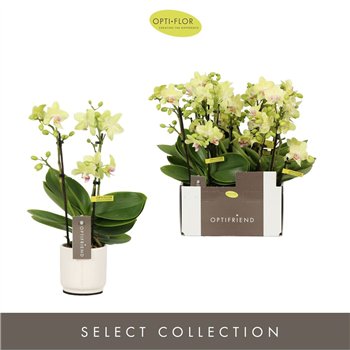 Orhideja Phalaenopsis multiflora geel Optifriend Lena 3 spike in Lazio White 15 fl  stems plnt 25cm 7cm Q3260