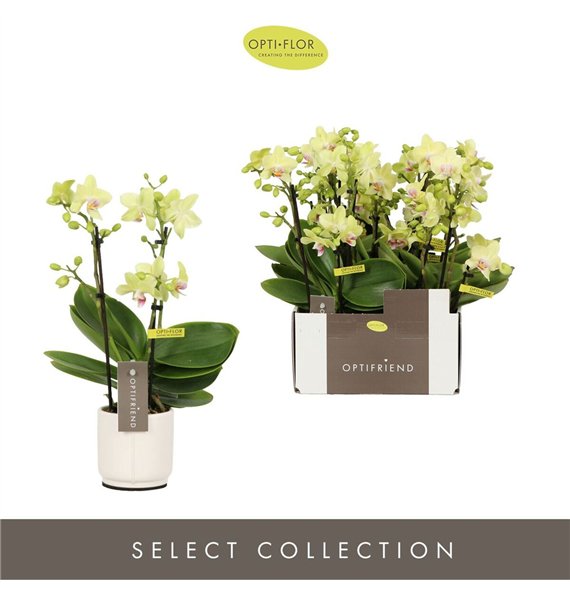 Orhideja Phalaenopsis multiflora geel Optifriend Lena 3 spike in Lazio White 15 fl  stems plnt 25cm 7cm Q3260