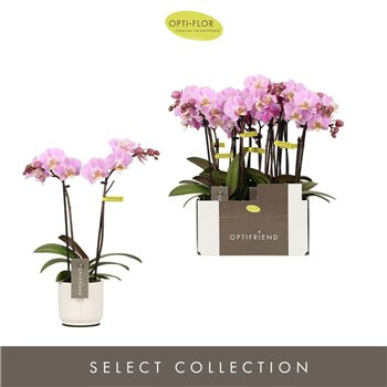 Orhideja Phalaenopsis multiflora roze Optifriend Fenna 2 spike in Lazio White 10 fl  stems plnt 25cm 7cm Q3261