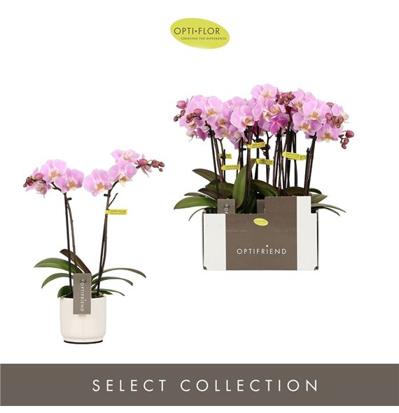 Orhideja Phalaenopsis multiflora roze Optifriend Fenna 2 spike in Lazio White 10 fl  stems plnt 25cm 7cm Q3261