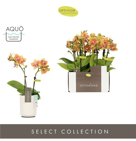 Orhideja Phalaenopsis multiflora oranje Optifriend Indy 2 spike in Molise White Aquo 10 fl  stems plnt 25cm 7cm Q3264