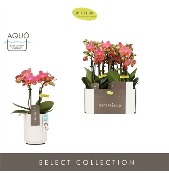 Orhideja Phalaenopsis multiflora oranje Optifriend Gwen 2 spike in Molise White Aquo 10 fl  stems plnt 25cm 7cm Q3265