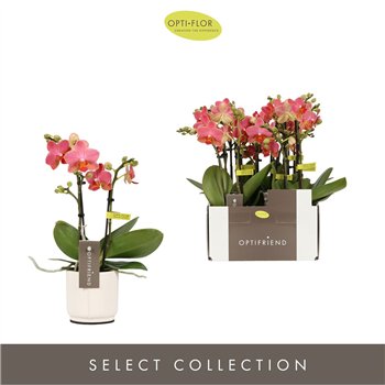 Orhideja Phalaenopsis multiflora oranje Optifriend Gwen 2 spike in Lazio White 10 fl  stems plnt 25cm 7cm Q3266