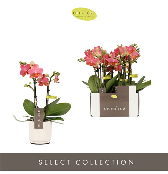 Orhideja Phalaenopsis multiflora oranje Optifriend Gwen 2 spike in Lazio White 10 fl  stems plnt 25cm 7cm Q3266