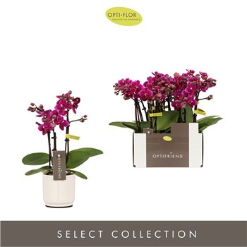 Orhideja Phalaenopsis multiflora paars Optifriend Emma 3 spike in Lazio White 15 fl  stems plnt 150 25cm 7cm Q3267