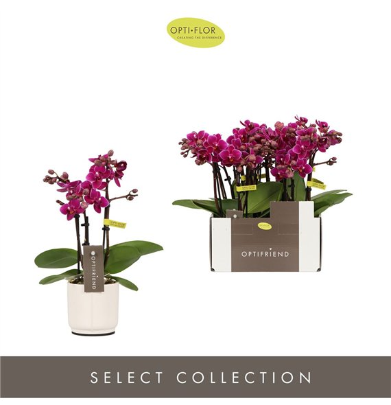 Orhideja Phalaenopsis multiflora paars Optifriend Emma 3 spike in Lazio White 15 fl  stems plnt 150 25cm 7cm Q3267