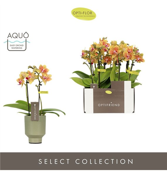 Orhideja Phalaenopsis multiflora oranje Optifriend Indy 2 spike in Emilia Green Aquo10 fl  stems plnt 25cm 7cm Q3268