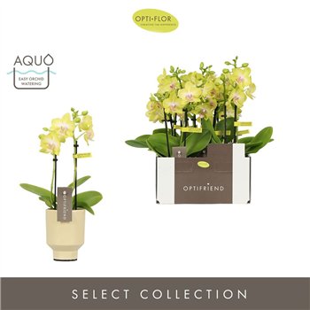 Orhideja Phalaenopsis multiflora geel Optifriend Suzy 2 spike in Emilia Sand Aquo10 fl  stems plnt 25cm 7cm Q3269