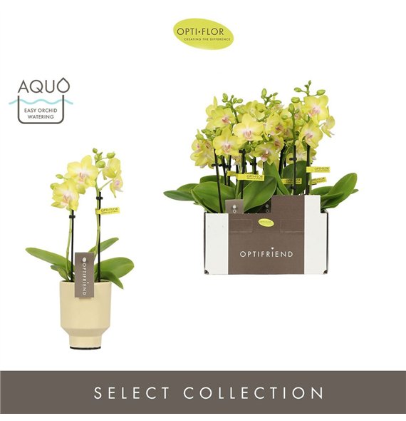 Orhideja Phalaenopsis multiflora geel Optifriend Suzy 2 spike in Emilia Sand Aquo10 fl  stems plnt 25cm 7cm Q3269