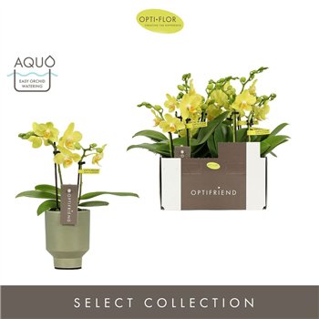 Orhideja Phalaenopsis multiflora geel Optifriend Vayenne 2 spike in Emilia Green Aquo10 fl  stems plnt 25cm 7cm Q3270