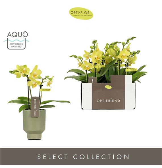Orhideja Phalaenopsis multiflora geel Optifriend Vayenne 2 spike in Emilia Green Aquo10 fl  stems plnt 25cm 7cm Q3270