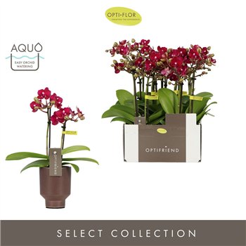 Orhideja Phalaenopsis multiflora rood Optifriend Lola 2 spike in Emilia Brown Aquo10 fl  stems plnt 25cm 7cm Q3271