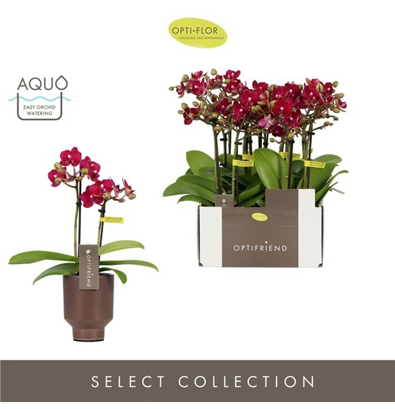 Orhideja Phalaenopsis multiflora rood Optifriend Lola 2 spike in Emilia Brown Aquo10 fl  stems plnt 25cm 7cm Q3271