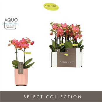 Orhideja Phalaenopsis multiflora oranje Optifriend Gwen 2 spike in Molise Salmon Aquo10 fl  stems plnt 25cm 7cm Q3273