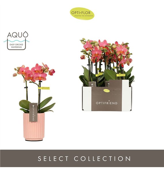 Orhideja Phalaenopsis multiflora oranje Optifriend Gwen 2 spike in Molise Salmon Aquo10 fl  stems plnt 25cm 7cm Q3273