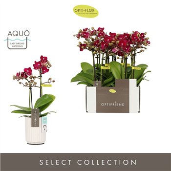 Orhideja Phalaenopsis multiflora rood Optifriend Lola 2 spike in Molise White Aquo 10 fl  stems plnt 25cm 7cm Q3275