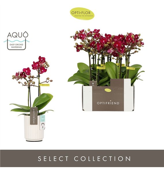 Orhideja Phalaenopsis multiflora rood Optifriend Lola 2 spike in Molise White Aquo 10 fl  stems plnt 25cm 7cm Q3275