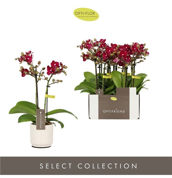 Orhideja Phalaenopsis multiflora rood Optifriend Lola 2 spike in Lazio White 10 fl  stems plnt 25cm 7cm Q3276
