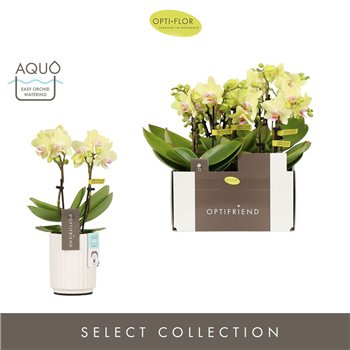 Orhideja Phalaenopsis multiflora geel Optifriend Lena 2 spike in Molise White Aquo 10 fl  stems plnt 25cm 7cm Q3277