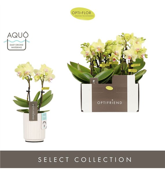 Orhideja Phalaenopsis multiflora geel Optifriend Lena 2 spike in Molise White Aquo 10 fl  stems plnt 25cm 7cm Q3277
