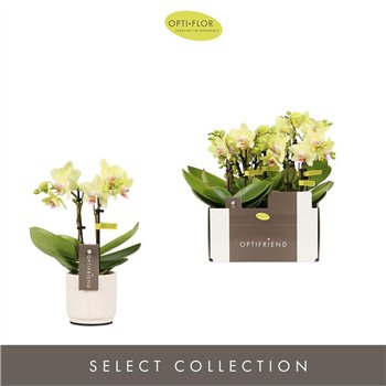 Orhideja Phalaenopsis multiflora geel Optifriend Lena 2 spike in Lazio White 10 fl  stems plnt 25cm 7cm Q3278
